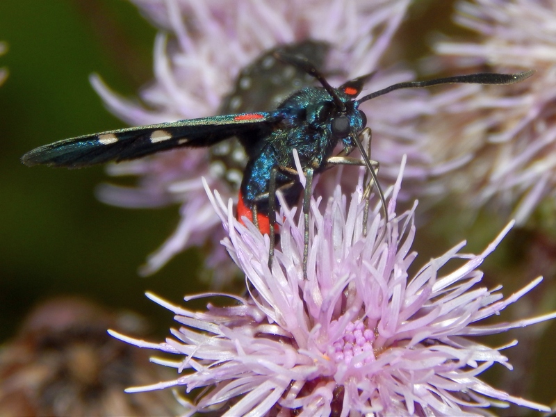 Zygaena ephialtes
